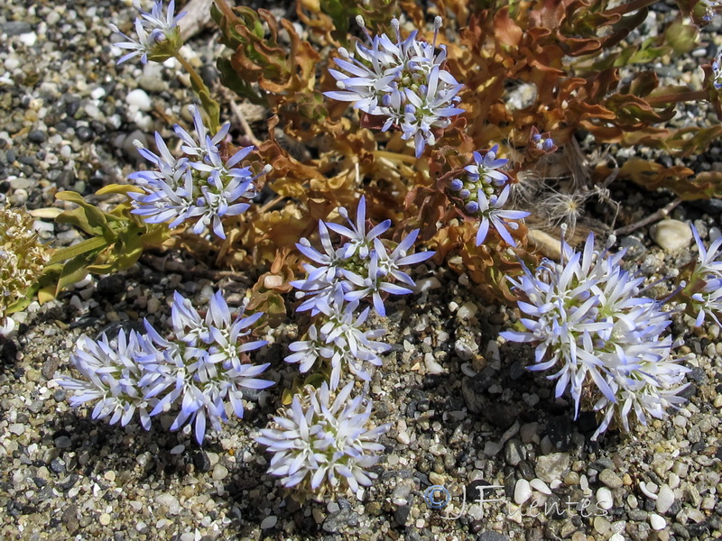 Jasione corymbosa.06