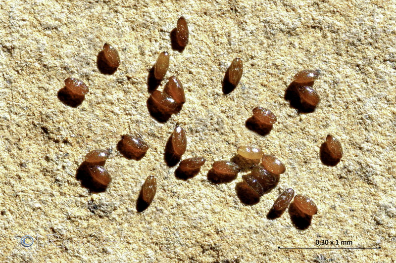 Jasione corymbosa.07