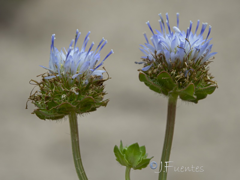 Jasione corymbosa.11