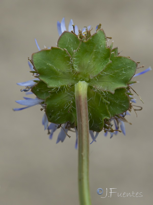 Jasione corymbosa.12