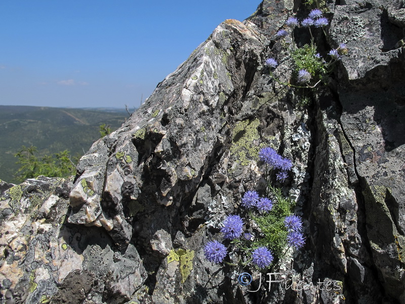 Jasione crispa mariana.01