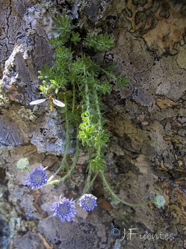 Jasione crispa mariana.02