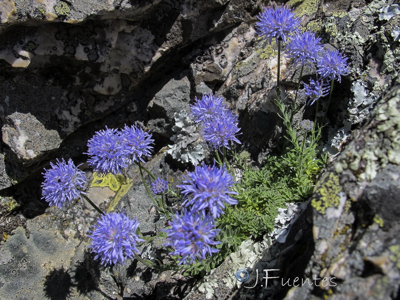 Jasione crispa mariana.04