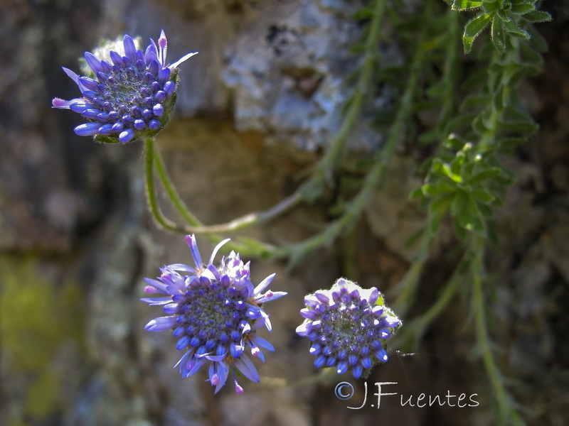 Jasione crispa mariana.05