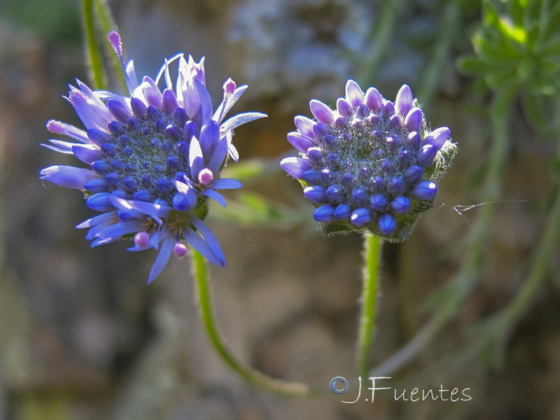 Jasione crispa mariana.06