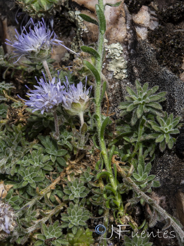 Jasione crispa mariana.03