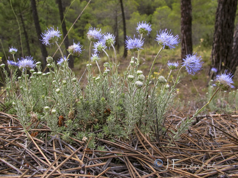Jasione crispa segurensis.01