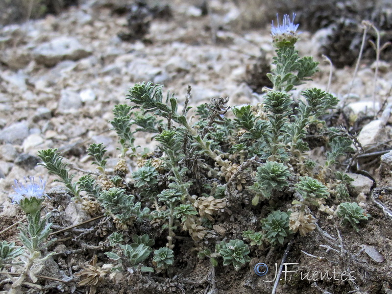 Jasione crispa segurensis.05