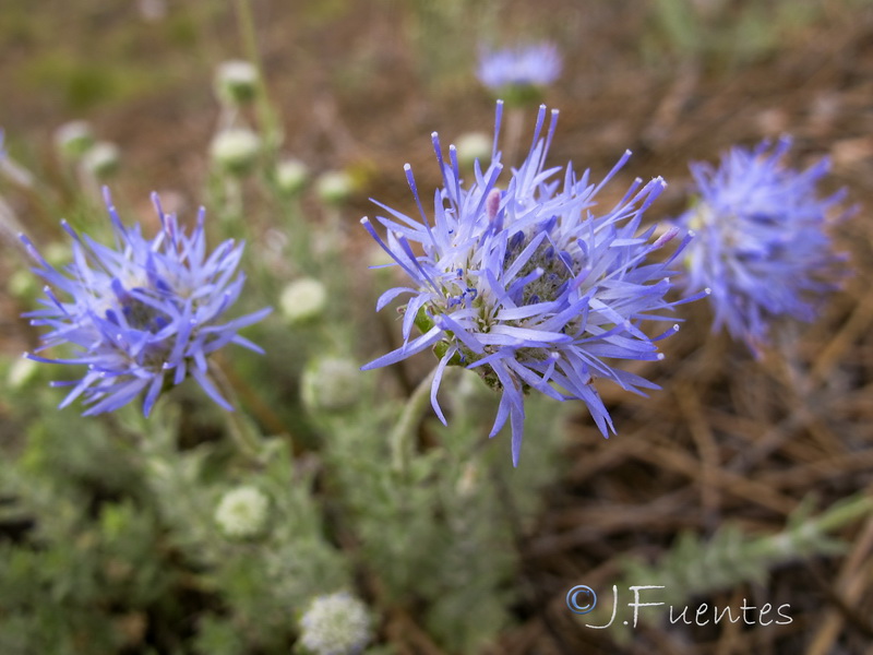 Jasione crispa segurensis.07