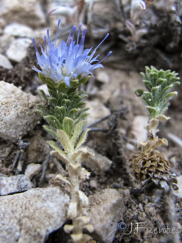 Jasione crispa segurensis.08