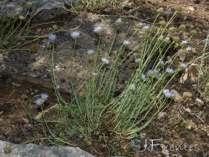 Jasione crispa segurensis.02