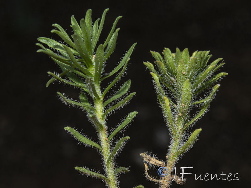 Jasione crispa segurensis.10