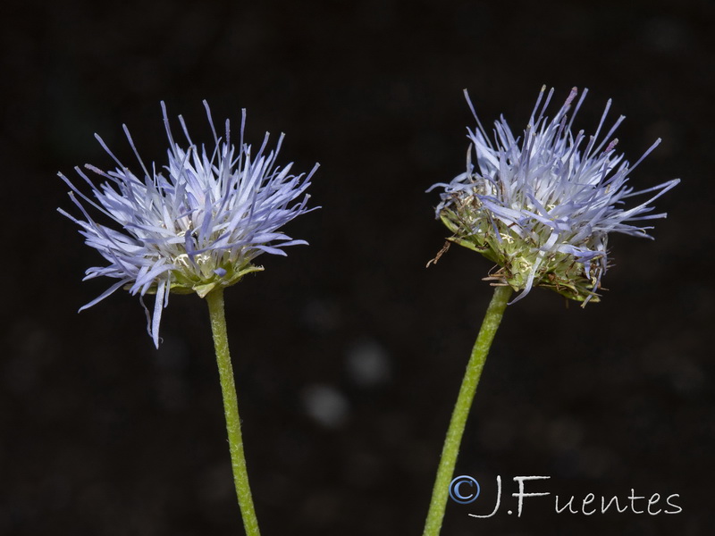 Jasione crispa segurensis.11