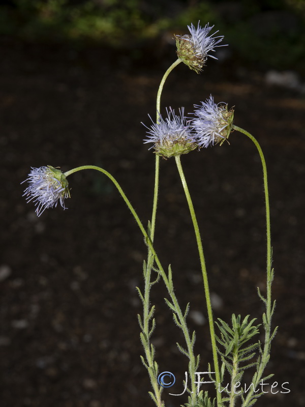 Jasione crispa segurensis.12