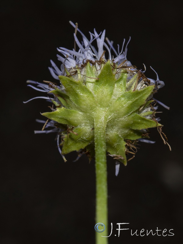 Jasione crispa segurensis.13