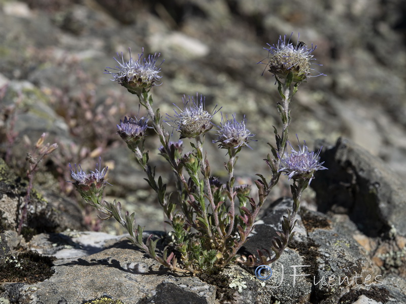 Jasione crispa tomentosa.01