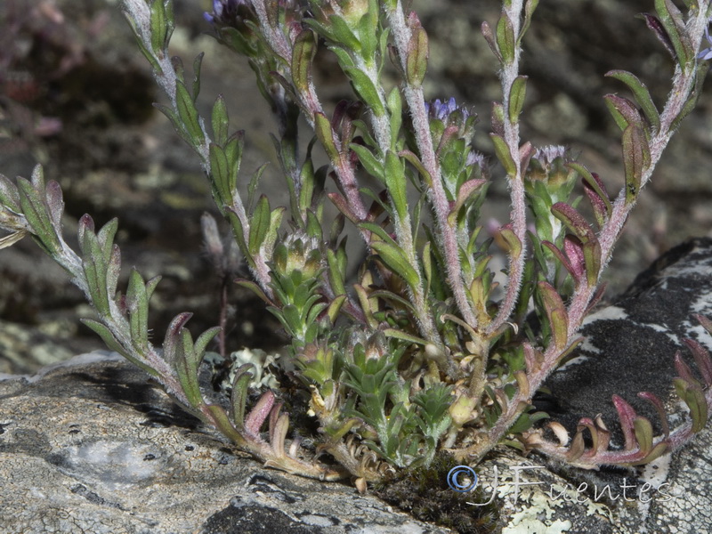 Jasione crispa tomentosa.02