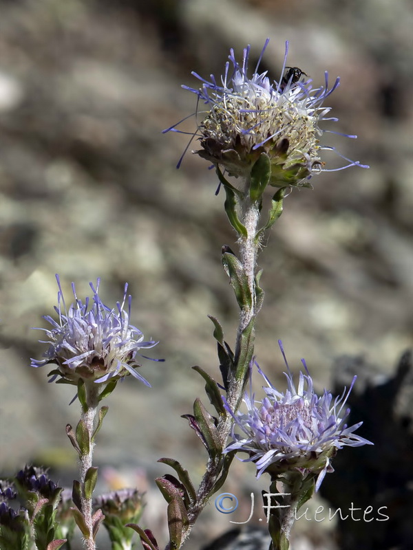 Jasione crispa tomentosa.03