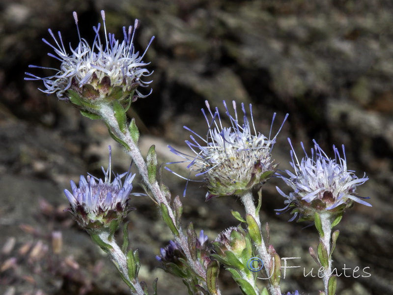 Jasione crispa tomentosa.04