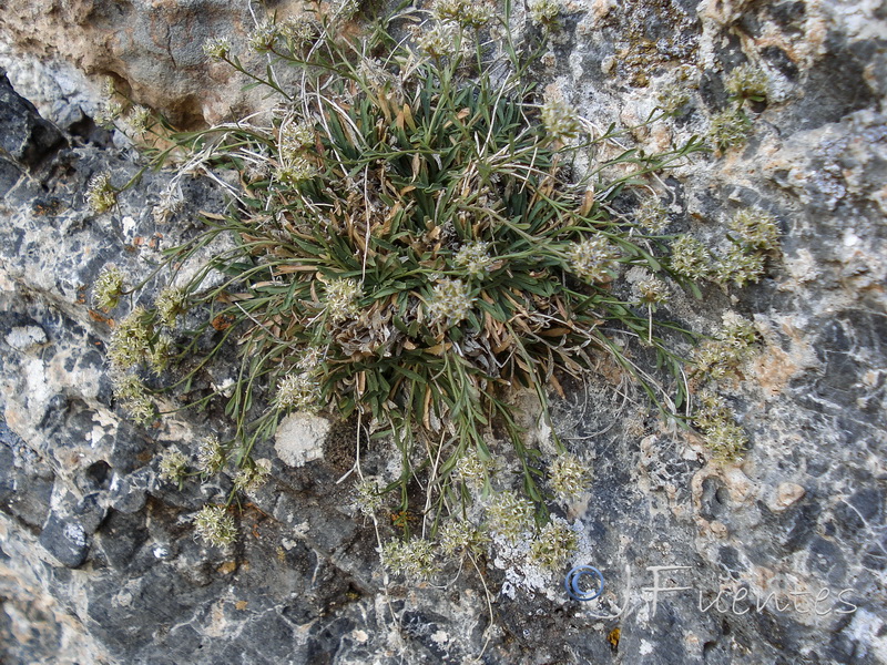Jasione foliosa minuta.12