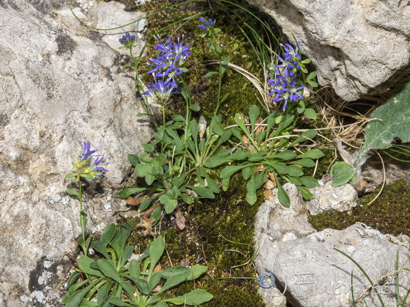 Jasione foliosa minuta.13