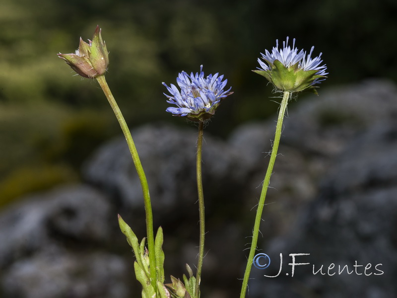 Jasione montana gracilis.01