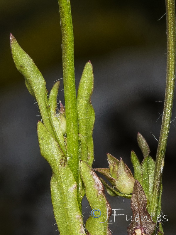 Jasione montana gracilis.02