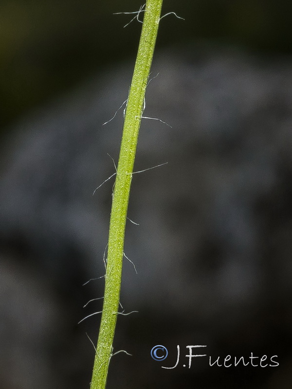 Jasione montana gracilis.03