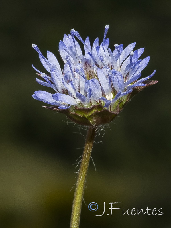 Jasione montana gracilis.04