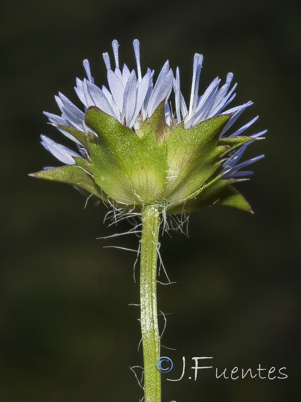Jasione montana gracilis.05
