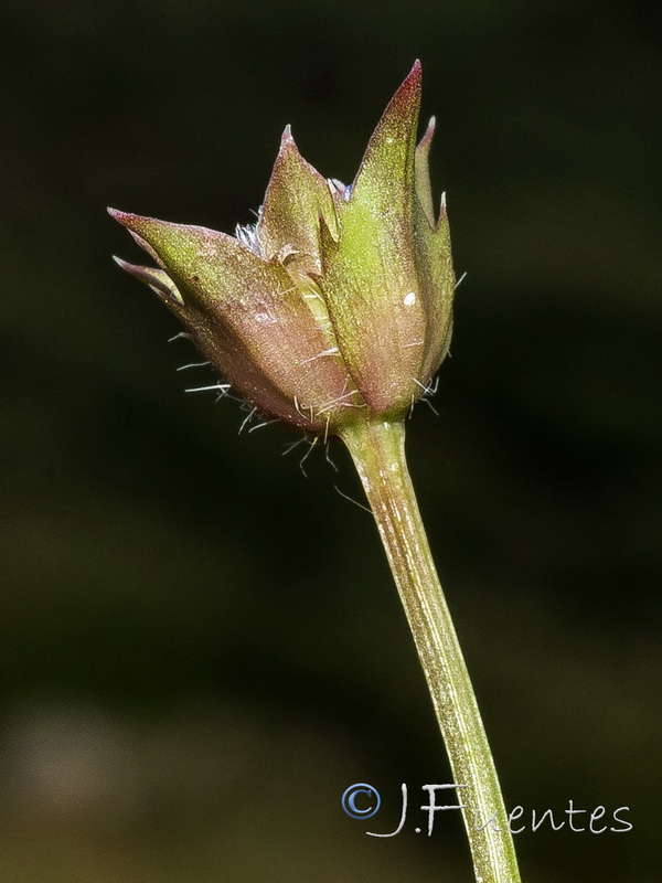 Jasione montana gracilis.06