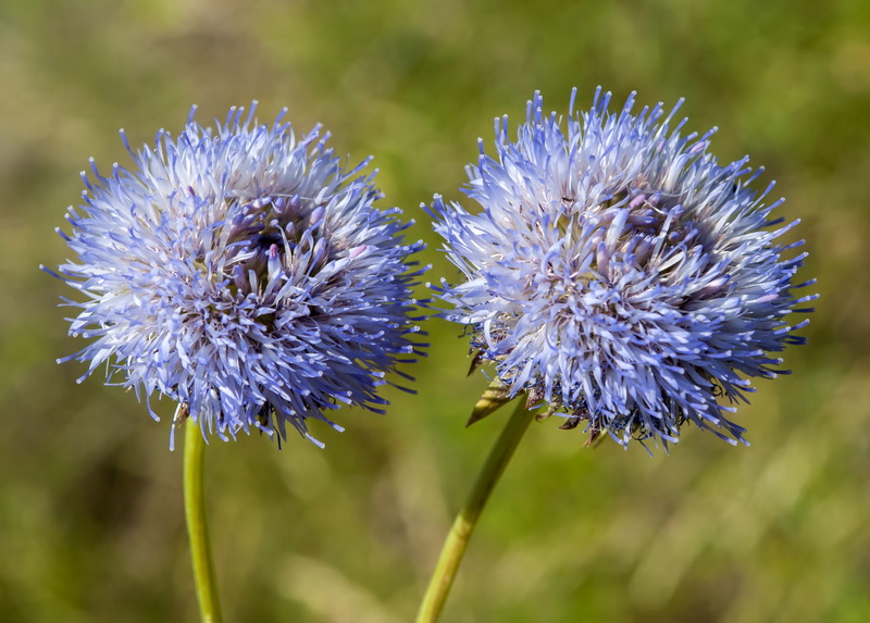 Jasione montana montana.19