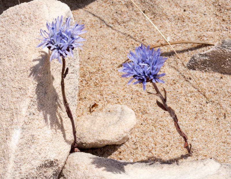 Jasione penicillata.01