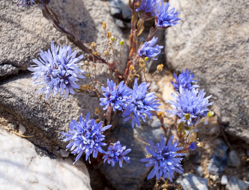 Jasione penicillata.03