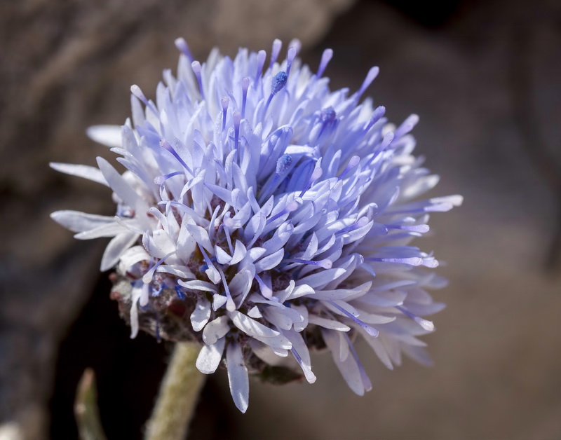 Jasione penicillata.10