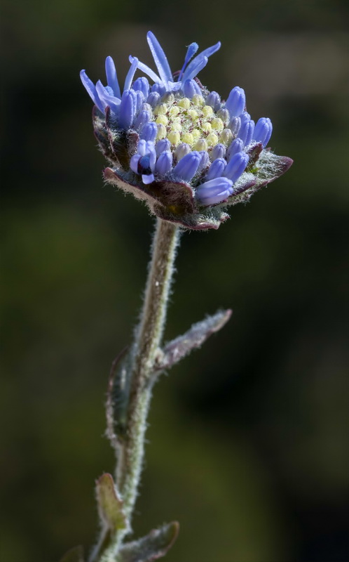 Jasione penicillata.11