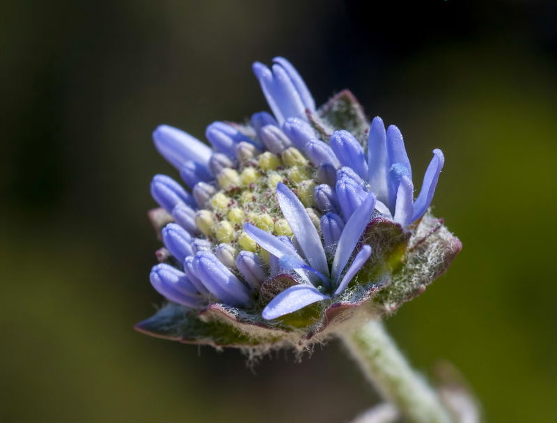 Jasione penicillata.13