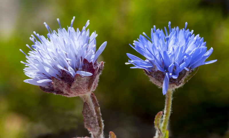 Jasione penicillata.14
