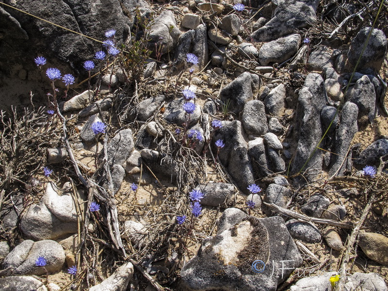 Jasione penicillata.16