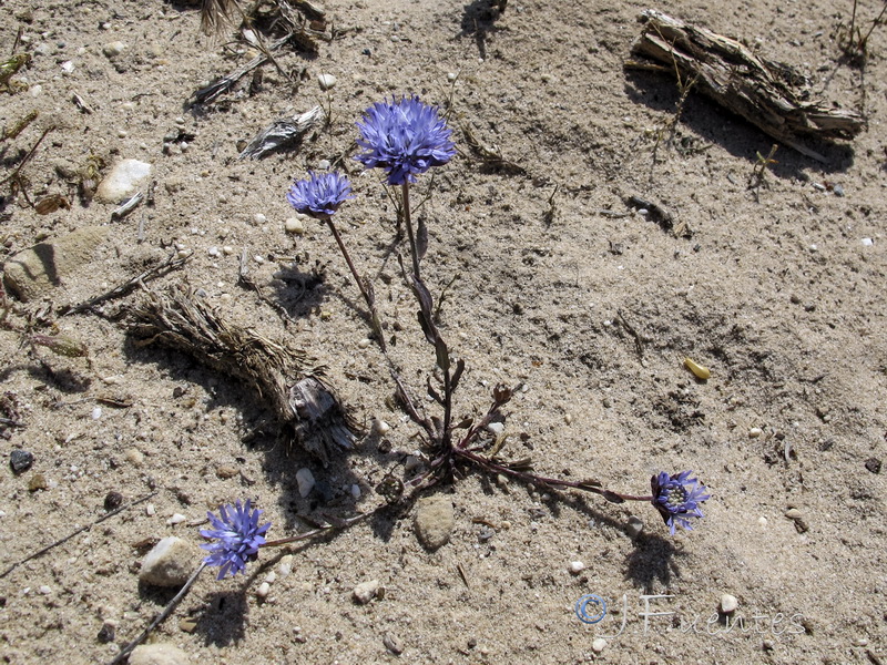 Jasione penicillata.18