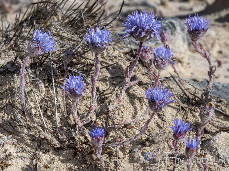 Jasione penicillata.28