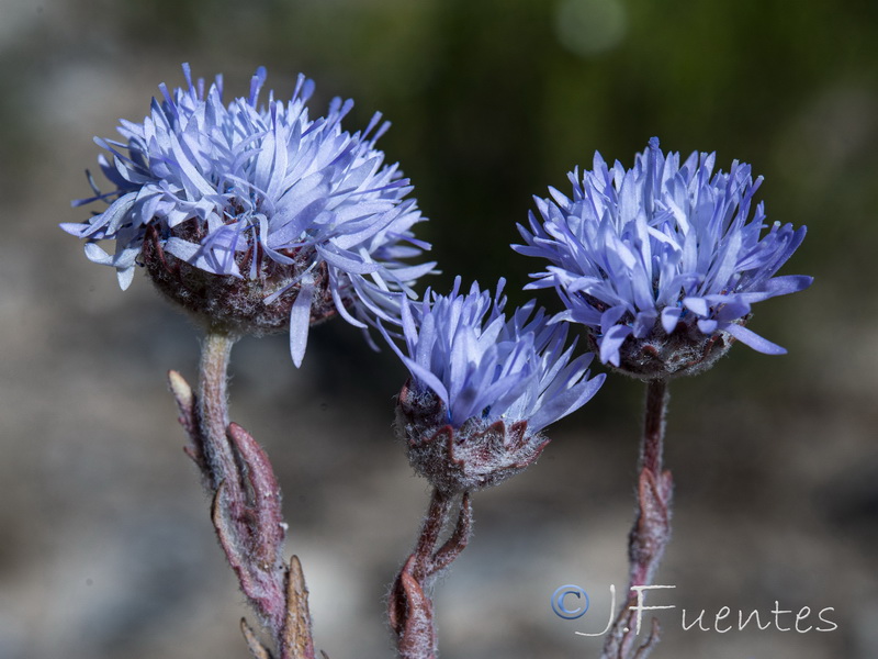 Jasione penicillata.30