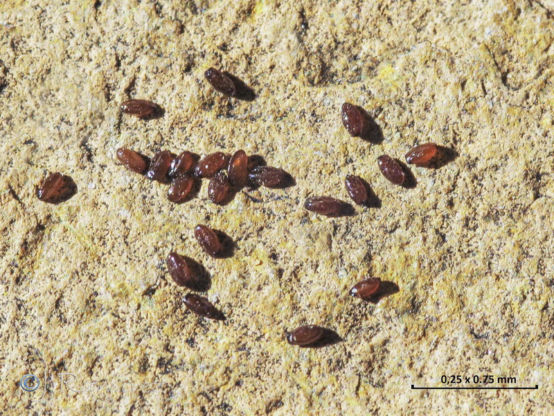 Jasione penicillata.31