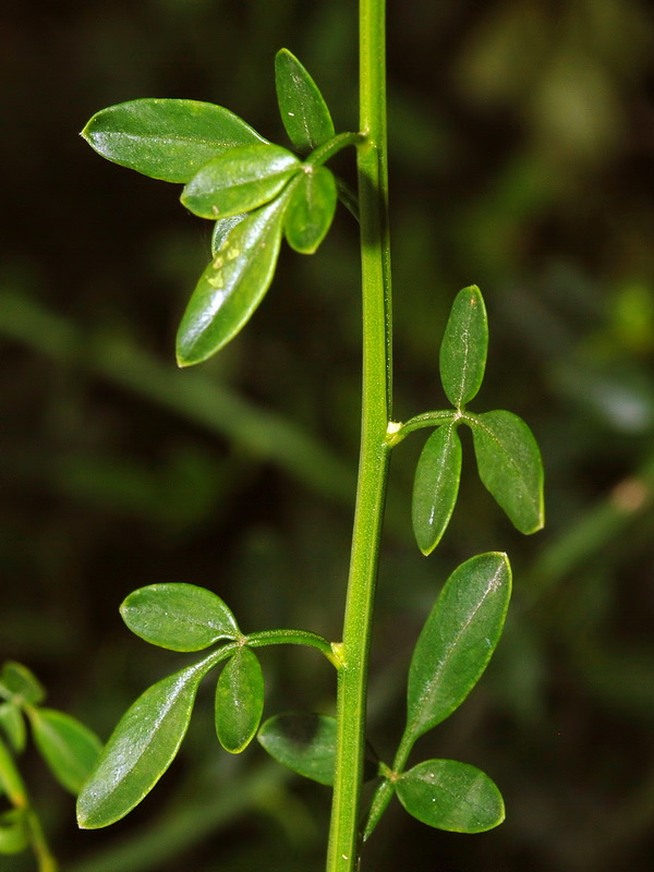 Jasminum fruticans.02