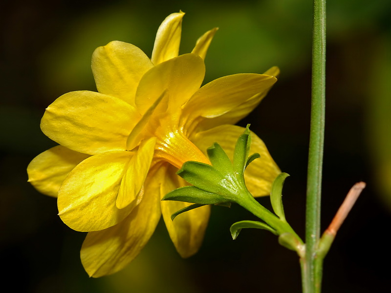 Jasminum fruticans.16