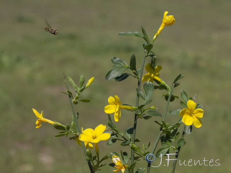 Jasminum fruticans.22