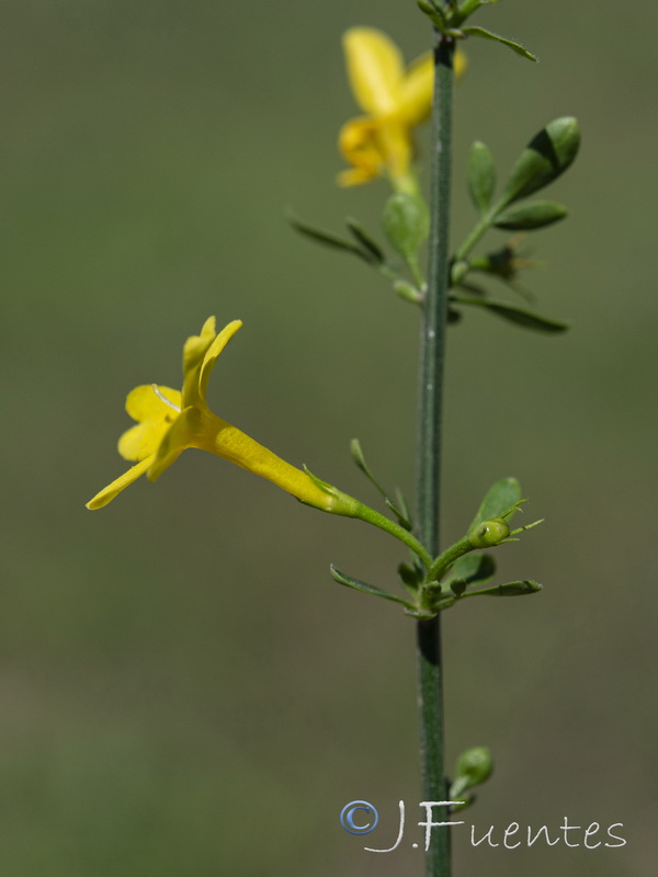 Jasminum fruticans.08