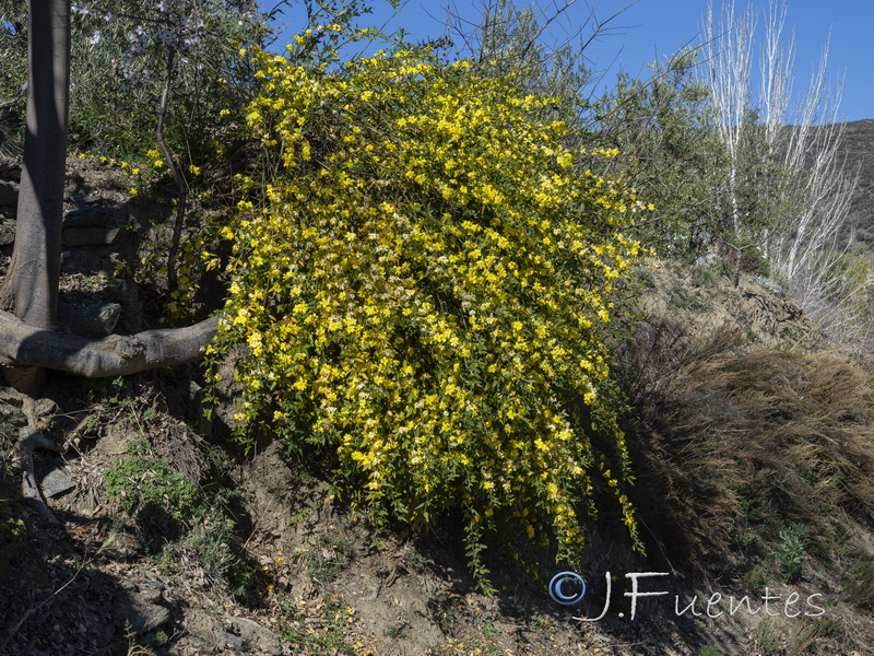 Jasminum nudiflorum.01