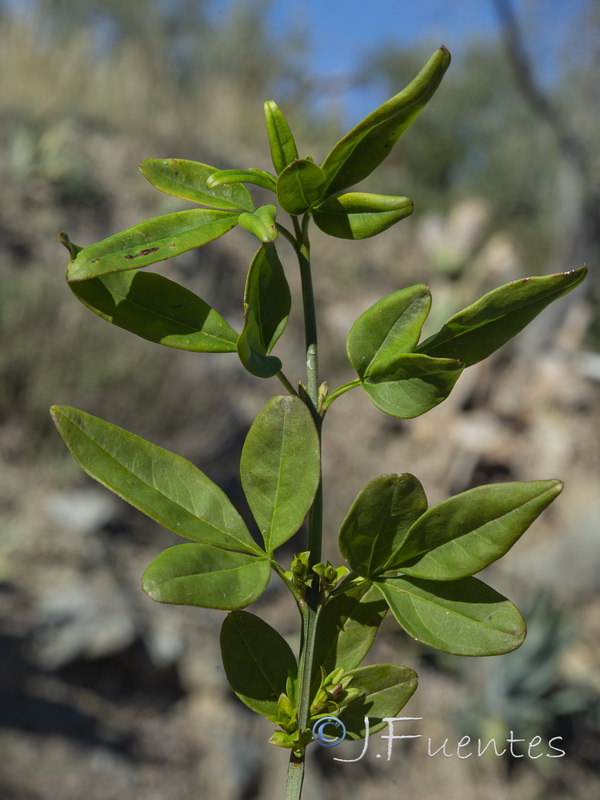 Jasminum nudiflorum.02