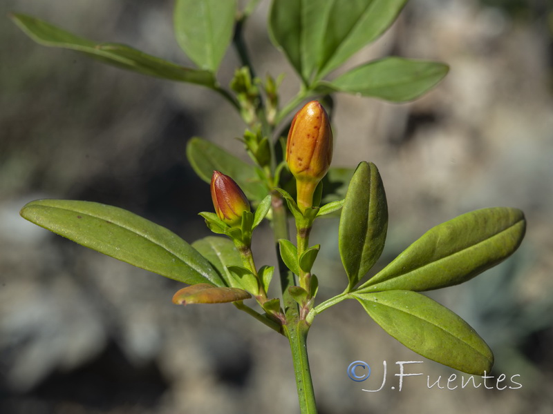 Jasminum nudiflorum.03